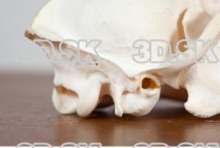 Skull photo reference 0085